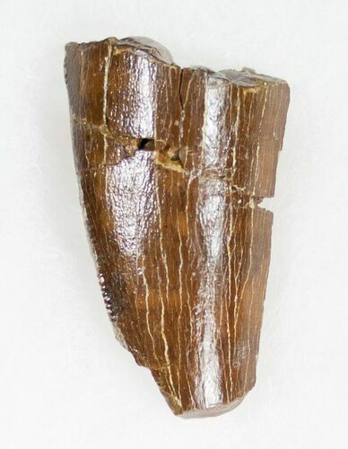 Partial Tyrannosaurus rex (T-Rex) Tooth #11914